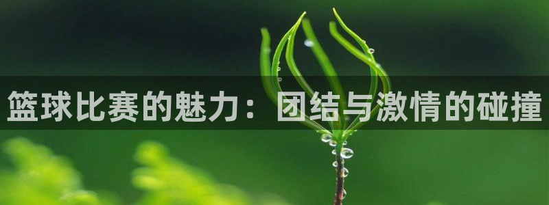 篮球比赛的魅力：团结与激情的碰撞