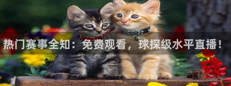 球速体育ios：热门赛事全知：免费观看，球探级水平直播！